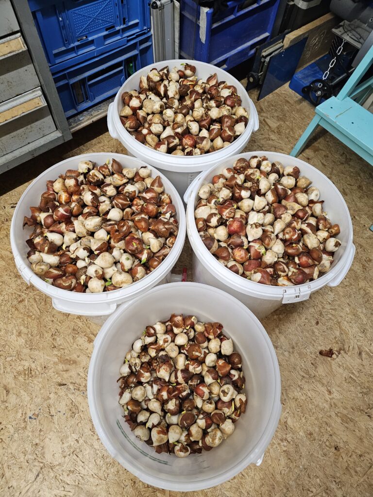 lots of dried bulbs